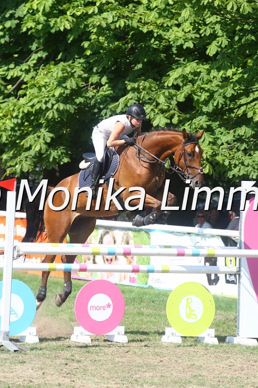 308M3732_Caldatus_Springpferde Mx.JPG